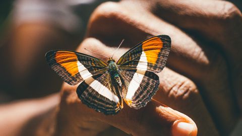 Amathea favner bredt innen kvinnehelse